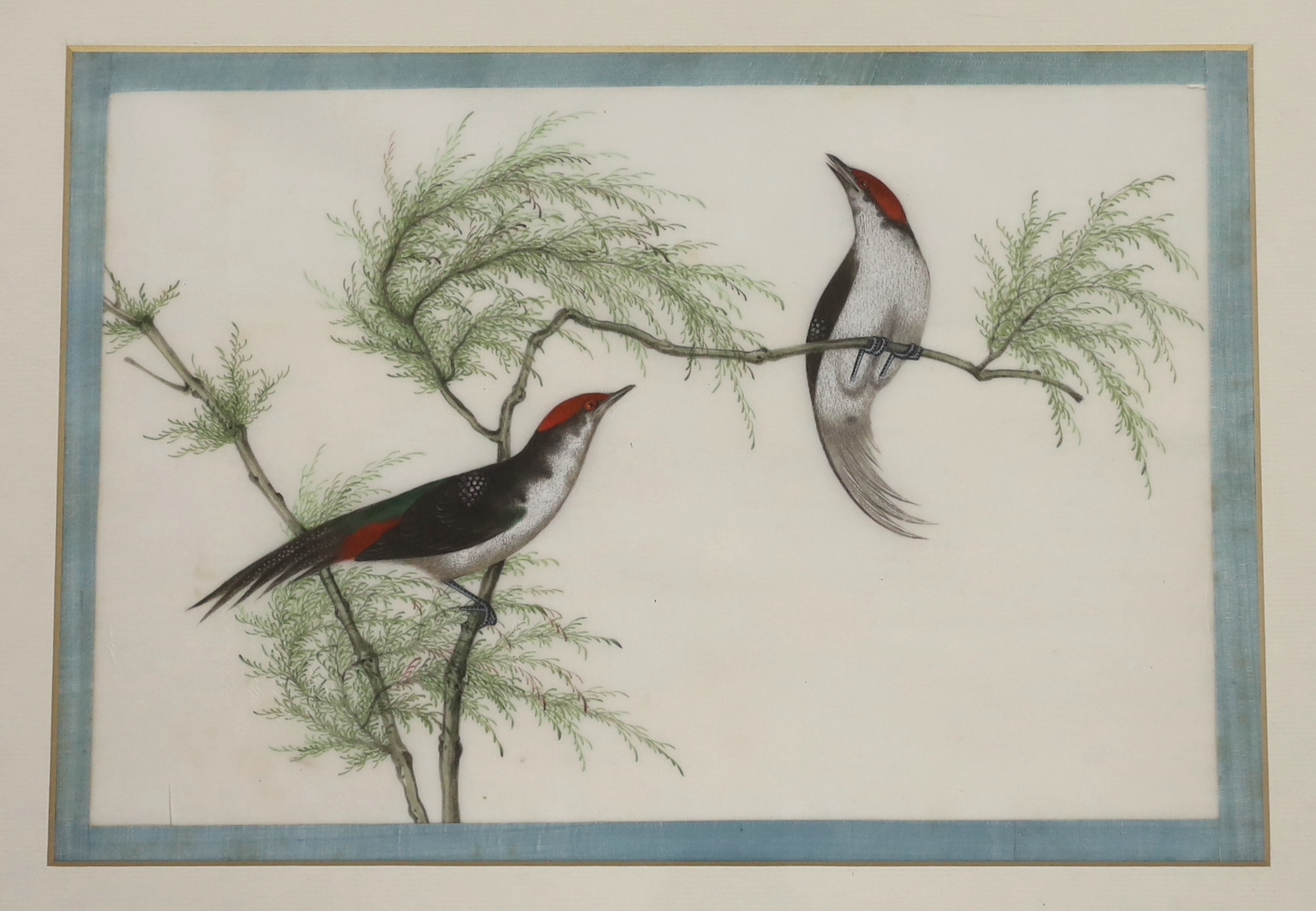 A set of thirteen Chinese pith paintings of birds perched on branches, Daoguang period (1821-50)